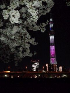 スカイツリーと桜(1)